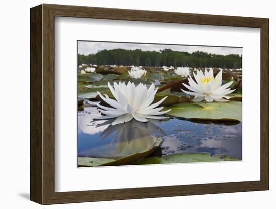 Fragrant Water Lily (Nymphaea Odorata) on Caddo Lake, Texas, USA-Larry Ditto-Framed Photographic Print