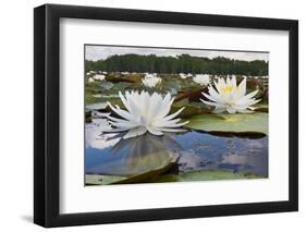 Fragrant Water Lily (Nymphaea Odorata) on Caddo Lake, Texas, USA-Larry Ditto-Framed Photographic Print