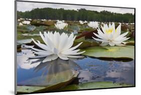 Fragrant Water Lily (Nymphaea Odorata) on Caddo Lake, Texas, USA-Larry Ditto-Mounted Photographic Print