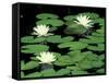 Fragrant Water Lilys, Green Swamp Ecological Reserve, North Carolina, USA-Adam Jones-Framed Stretched Canvas