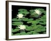 Fragrant Water Lilys, Green Swamp Ecological Reserve, North Carolina, USA-Adam Jones-Framed Photographic Print