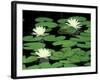Fragrant Water Lilys, Green Swamp Ecological Reserve, North Carolina, USA-Adam Jones-Framed Photographic Print