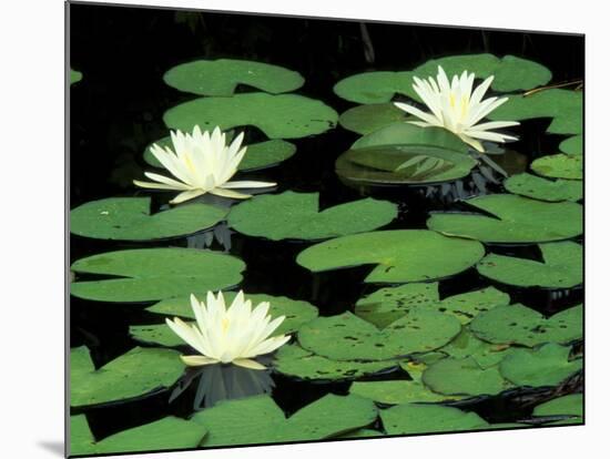 Fragrant Water Lilys, Green Swamp Ecological Reserve, North Carolina, USA-Adam Jones-Mounted Photographic Print