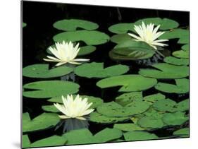 Fragrant Water Lilys, Green Swamp Ecological Reserve, North Carolina, USA-Adam Jones-Mounted Photographic Print