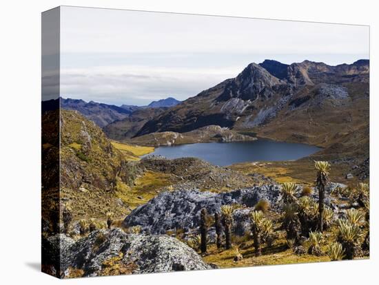 Frailejon Plants (Espeletia) at Laguna Grande Del Los Verde, El Cocuy National Park, Colombia-Christian Kober-Stretched Canvas