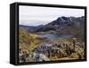 Frailejon Plants (Espeletia) at Laguna Grande Del Los Verde, El Cocuy National Park, Colombia-Christian Kober-Framed Stretched Canvas