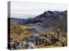 Frailejon Plants (Espeletia) at Laguna Grande Del Los Verde, El Cocuy National Park, Colombia-Christian Kober-Stretched Canvas