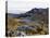 Frailejon Plants (Espeletia) at Laguna Grande Del Los Verde, El Cocuy National Park, Colombia-Christian Kober-Stretched Canvas