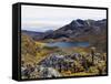 Frailejon Plants (Espeletia) at Laguna Grande Del Los Verde, El Cocuy National Park, Colombia-Christian Kober-Framed Stretched Canvas