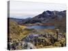 Frailejon Plants (Espeletia) at Laguna Grande Del Los Verde, El Cocuy National Park, Colombia-Christian Kober-Stretched Canvas