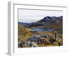 Frailejon Plants (Espeletia) at Laguna Grande Del Los Verde, El Cocuy National Park, Colombia-Christian Kober-Framed Photographic Print