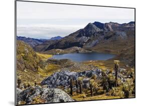 Frailejon Plants (Espeletia) at Laguna Grande Del Los Verde, El Cocuy National Park, Colombia-Christian Kober-Mounted Photographic Print