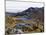 Frailejon Plants (Espeletia) at Laguna Grande Del Los Verde, El Cocuy National Park, Colombia-Christian Kober-Mounted Photographic Print