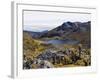 Frailejon Plants (Espeletia) at Laguna Grande Del Los Verde, El Cocuy National Park, Colombia-Christian Kober-Framed Photographic Print