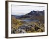 Frailejon Plants (Espeletia) at Laguna Grande Del Los Verde, El Cocuy National Park, Colombia-Christian Kober-Framed Photographic Print