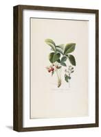 Fraisier De Virginie (Grandes Fleurs), from Traite Des Arbres Fruitiers, 1807-1835-Pierre Antoine Poiteau-Framed Giclee Print