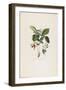 Fraisier De Virginie (Grandes Fleurs), from Traite Des Arbres Fruitiers, 1807-1835-Pierre Antoine Poiteau-Framed Giclee Print