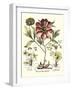 Framboise Floral I-Besler Basilius-Framed Art Print