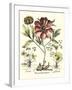 Framboise Floral I-Besler Basilius-Framed Art Print