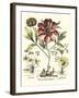 Framboise Floral I-Besler Basilius-Framed Art Print