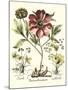 Framboise Floral I-Besler Basilius-Mounted Art Print