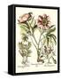 Framboise Floral II-Besler Basilius-Framed Stretched Canvas