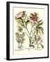 Framboise Floral II-Besler Basilius-Framed Art Print