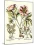 Framboise Floral II-Besler Basilius-Mounted Art Print