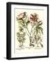 Framboise Floral II-Besler Basilius-Framed Art Print