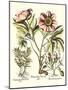 Framboise Floral II-Besler Basilius-Mounted Art Print