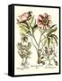 Framboise Floral II-Besler Basilius-Framed Stretched Canvas