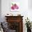 Framboises-Sandra Jacobs-Giclee Print displayed on a wall