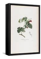 Framboisier a Fruit Rouge (Raspberries), from Traite Des Arbres Fruitiers, 1807-1835-Pierre Jean Francois Turpin-Framed Stretched Canvas