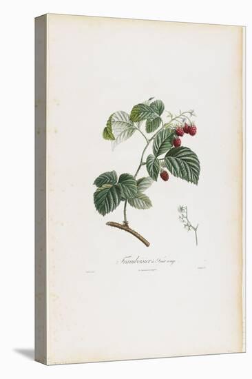 Framboisier a Fruit Rouge (Raspberries), from Traite Des Arbres Fruitiers, 1807-1835-Pierre Jean Francois Turpin-Stretched Canvas