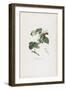 Framboisier a Fruit Rouge (Raspberries), from Traite Des Arbres Fruitiers, 1807-1835-Pierre Jean Francois Turpin-Framed Giclee Print