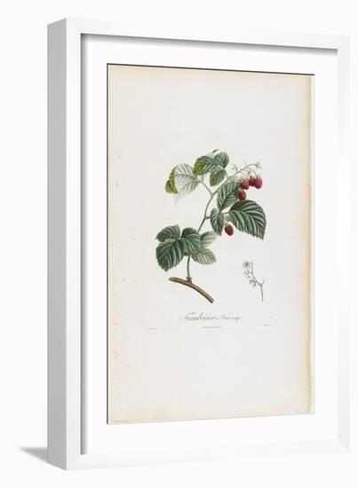 Framboisier a Fruit Rouge (Raspberries), from Traite Des Arbres Fruitiers, 1807-1835-Pierre Jean Francois Turpin-Framed Giclee Print