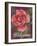 Framed Rose-Fiona Stokes-Gilbert-Framed Giclee Print