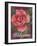 Framed Rose-Fiona Stokes-Gilbert-Framed Giclee Print