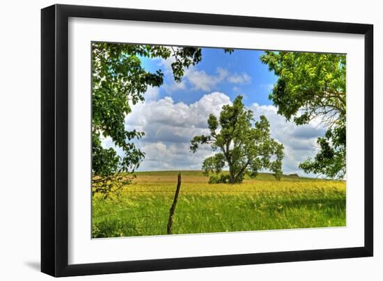 Framed Tree, Kansas, USA-Michael Scheufler-Framed Photographic Print