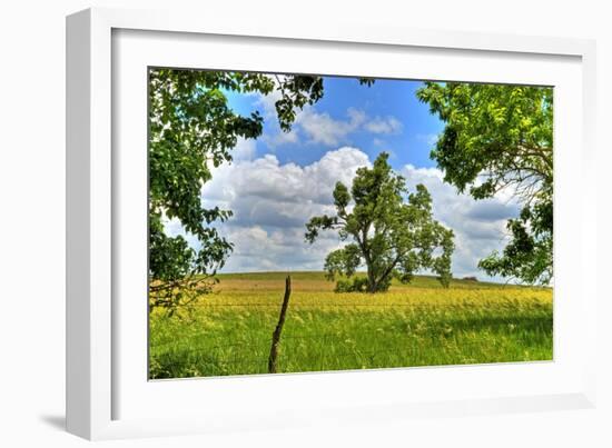 Framed Tree, Kansas, USA-Michael Scheufler-Framed Photographic Print