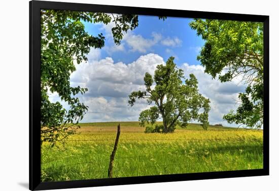 Framed Tree, Kansas, USA-Michael Scheufler-Framed Photographic Print