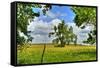 Framed Tree, Kansas, USA-Michael Scheufler-Framed Stretched Canvas