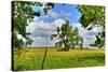 Framed Tree, Kansas, USA-Michael Scheufler-Stretched Canvas