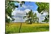 Framed Tree, Kansas, USA-Michael Scheufler-Stretched Canvas