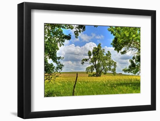 Framed Tree, Kansas, USA-Michael Scheufler-Framed Photographic Print