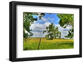 Framed Tree, Kansas, USA-Michael Scheufler-Framed Photographic Print