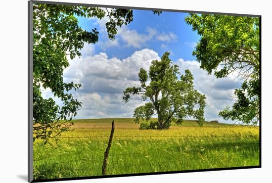 Framed Tree, Kansas, USA-Michael Scheufler-Mounted Photographic Print