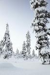 Pine Forest Covered in Snow in Lapland, Finland-Fran?oise Gaujour-Photographic Print