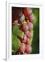 France, Alsace, Eguisheim. A bunch of Gewurztraminer grapes.-Janis Miglavs-Framed Premium Photographic Print