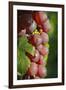 France, Alsace, Eguisheim. A bunch of Gewurztraminer grapes.-Janis Miglavs-Framed Premium Photographic Print